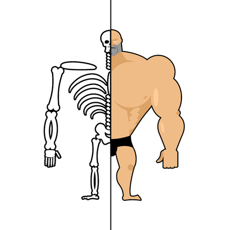 human structure. Skeleton men. Anatomy bodybuilder. construction of athlete. Bones and skull. Athlete internal organs. Human bone systemのイラスト素材