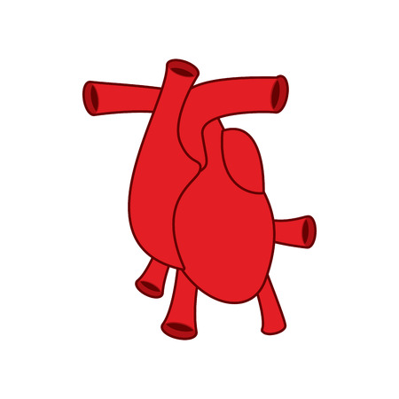 Heart anatomy icon. Atria and ventricles. Veins and arteries.のイラスト素材