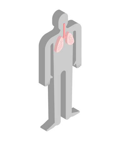 Lungs isometric anatomy of human body. Internal organs 3D. organ systems body
のイラスト素材