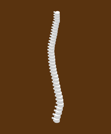 Spinal isometric isolated. 3D Bones. Human bone systemのイラスト素材