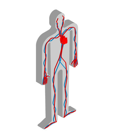 Heart and blood system isometric anatomy of human body. Internal organs 3D. organ systems body
のイラスト素材