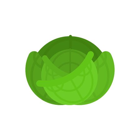 Cabbage isolated. Green Vegetable. Food vector illustrationのイラスト素材