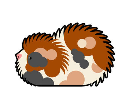 Cavy isolated. guinea pig cartoon. vector illustrationのイラスト素材