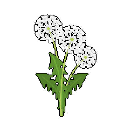Dandelion pixel art. 8 bit blowball flower vector illustrationのイラスト素材