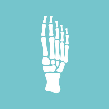 human foot skeleton (bones and joints). Represents anatomy, orthopedics, podiatry, health, injury, or medical conceptsのイラスト素材