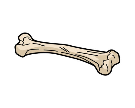 Simple human bone. Anatomical and biological concept for science, medicine, and Halloween decor....