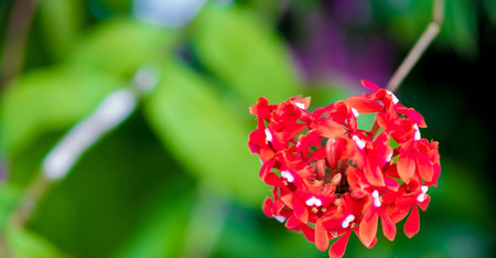 the red flowerの写真素材