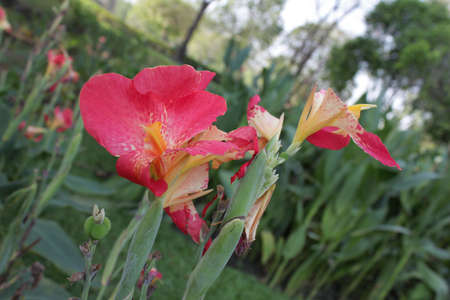 Flower at Train Gardenの写真素材