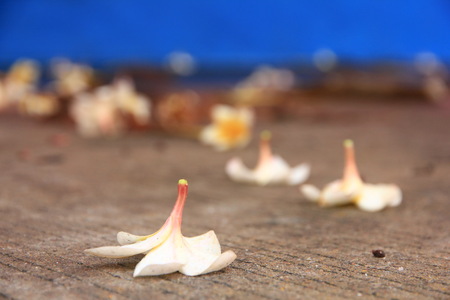 Thai Flower : Plumeria is a genus of flowering plants in the dogbane family, Apocynaceae. Most species are deciduous shrubs or small trees.の写真素材