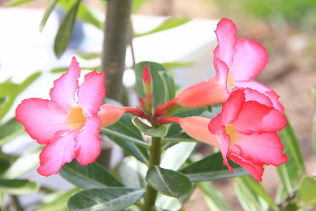 Thai Flower : Adenium or Dessert Rose is grown as a houseplant in temperate regions. Numerous hybrids have been developed. Adeniums are appreciated for their colorful flowers, but also for their unusual, thick caudices.の写真素材