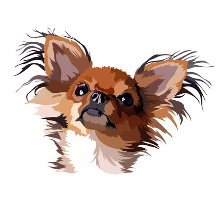 Chihuahua dog longhair vector illustrationのイラスト素材