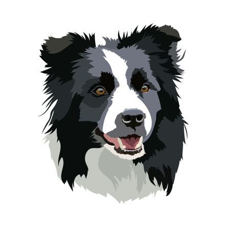 Vector illustration of a Border Collie dog headのイラスト素材