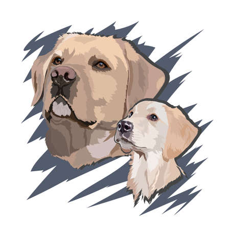 Portrait of a puppy and an adult labrador retriever. vector illustrationのイラスト素材