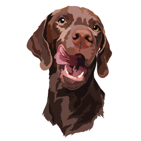 Chocolate Labrador puppy. dog. portrait. vectorのイラスト素材