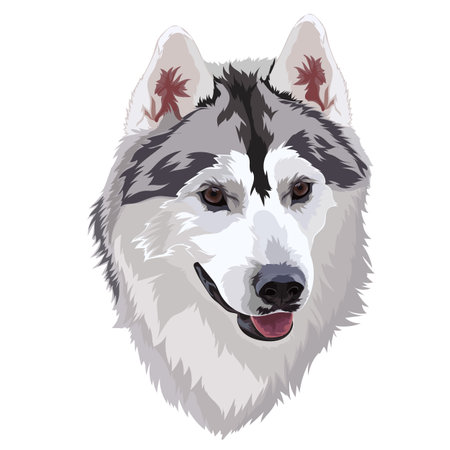 Husky portrait. dog vector illustrationのイラスト素材