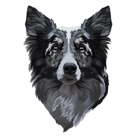 Border collie portrait, vector illustration. Head, muzzle dogのイラスト素材