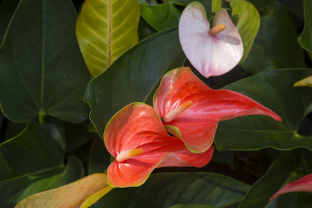 Anthurium flowers.