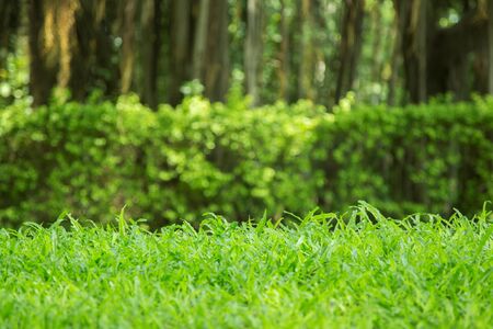 green grass background.の写真素材
