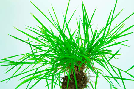green grass background.