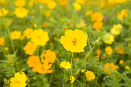 Yellow flower with yellow droplets with droplets look fresh after blurred eye.の写真素材