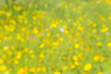 Background image blurred colorful flowers.の写真素材