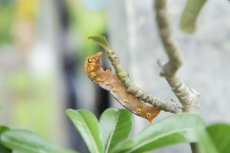 Large worms eat green leaves on the tree.の写真素材