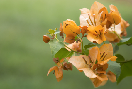 Bougainvillea flower.の写真素材