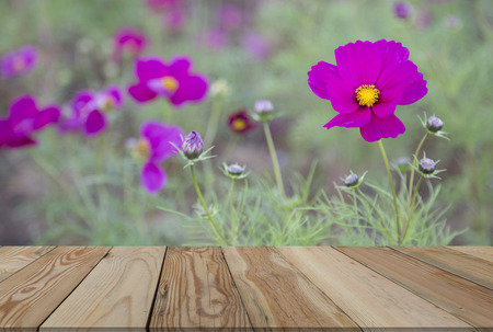 Cosmos pink  flowers behind the blurred with  wooden  Space.の写真素材