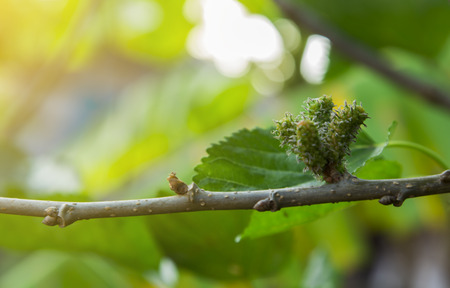 mulberry on green leaf and soft light.の写真素材