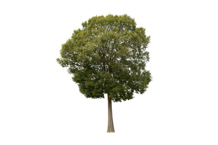 Tree isolated on white background.の写真素材