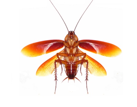 mankind well-know pest, Cockroach!! 
