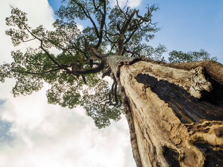 Big treeの写真素材