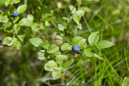 Blueberry in green forest の写真素材