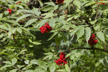 Wild fruits in green forest