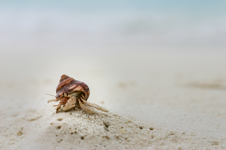 A Little Hermit Crab on a White Sand Beach at Maldivesの写真素材