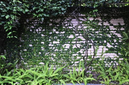 Plants thrive on a brick wall or fence
