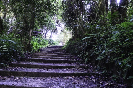 Staircase for people to walk into the forestの写真素材