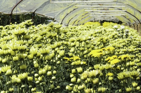 Flower cultivation in greenhouses in the botanic gardenの写真素材