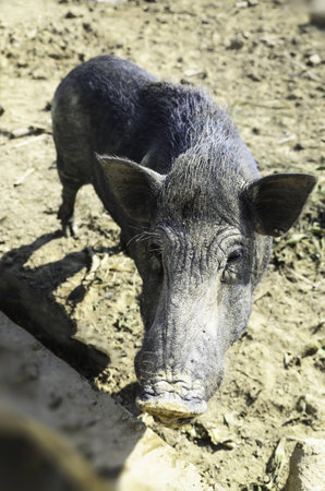 Wild boar by the black muddy in the stallの写真素材