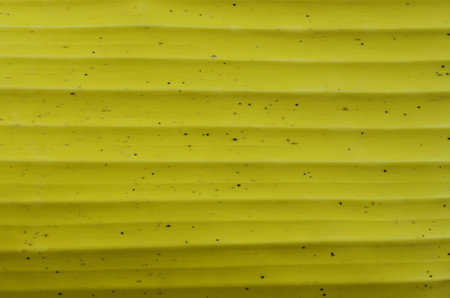 yellow banana leaves use for the background