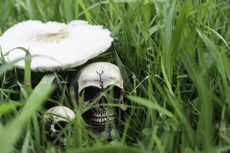 The skull or skeleton of human photography
