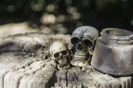 The skull or skeleton of human photographyの写真素材