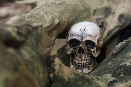 The skull or skeleton of human photographyの写真素材