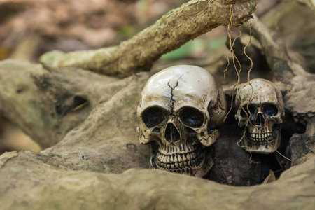 The skull or skeleton of human photographyの写真素材