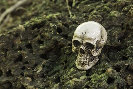 The skull or skeleton of human photographyの写真素材