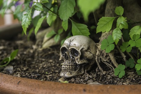 skull or skeleton of human photographyの写真素材