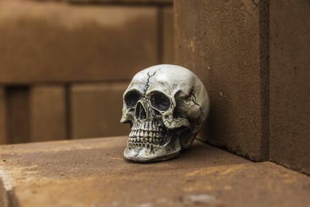 skull or skeleton of human photographyの写真素材