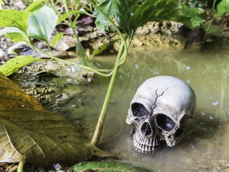 skull or skeleton human photographyの写真素材