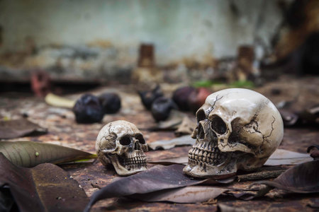 skull or skeleton human photographpy