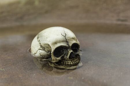 skull or skeleton of human photographyの写真素材